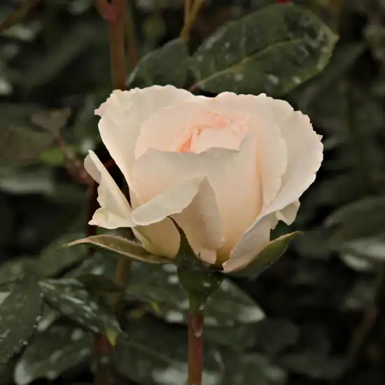 Alb - Trandafiri - Poustinia™ - 